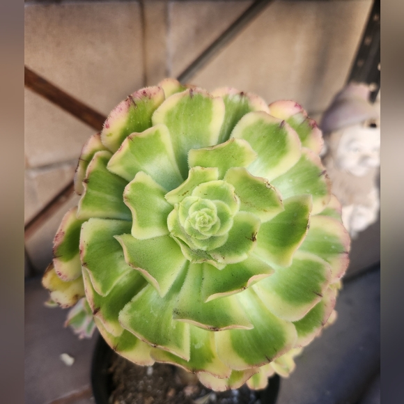Aeonium Florecens Variegated | Tree Bonsi Cluster 6" Pot - Picture 7 of 13